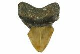 Bargain, Fossil Megalodon Tooth - North Carolina #376929-2